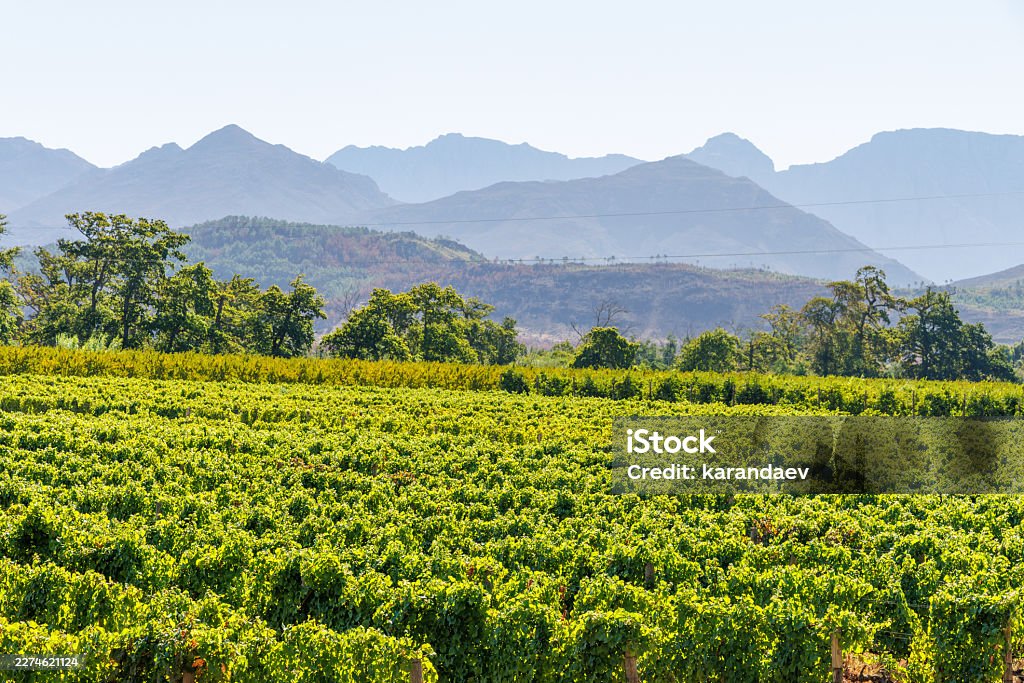 Sula vineyard landscape, optional stop